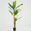 Flamant Bananier, Plante Outlet