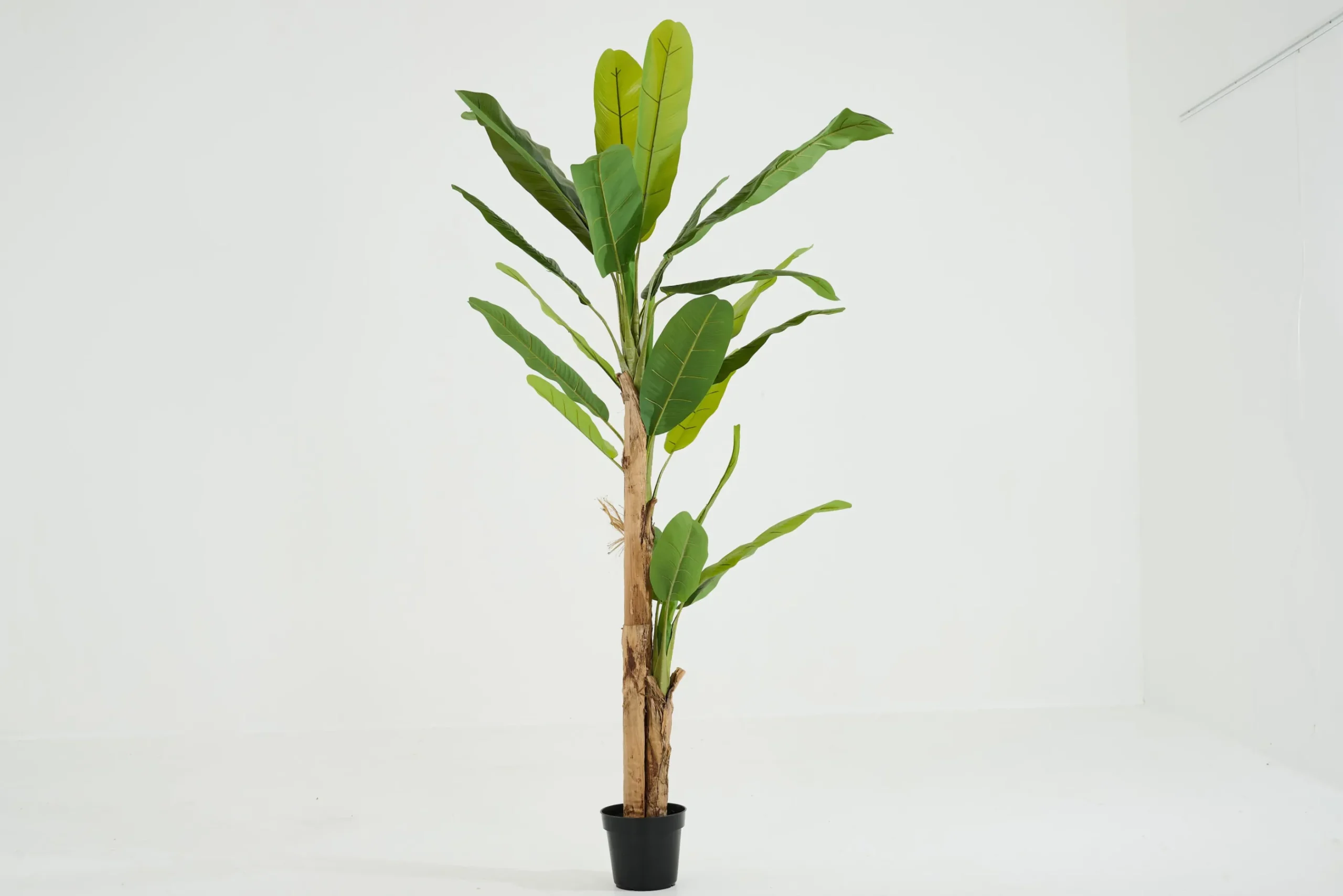 Flamant Bananier, Plante Outlet