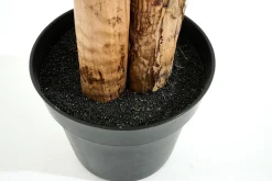 Flamant Bananier, Plante Outlet