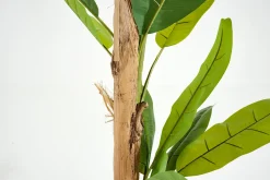 Flamant Bananier, Plante Outlet