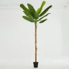 Flamant Bananier, Plante Outlet