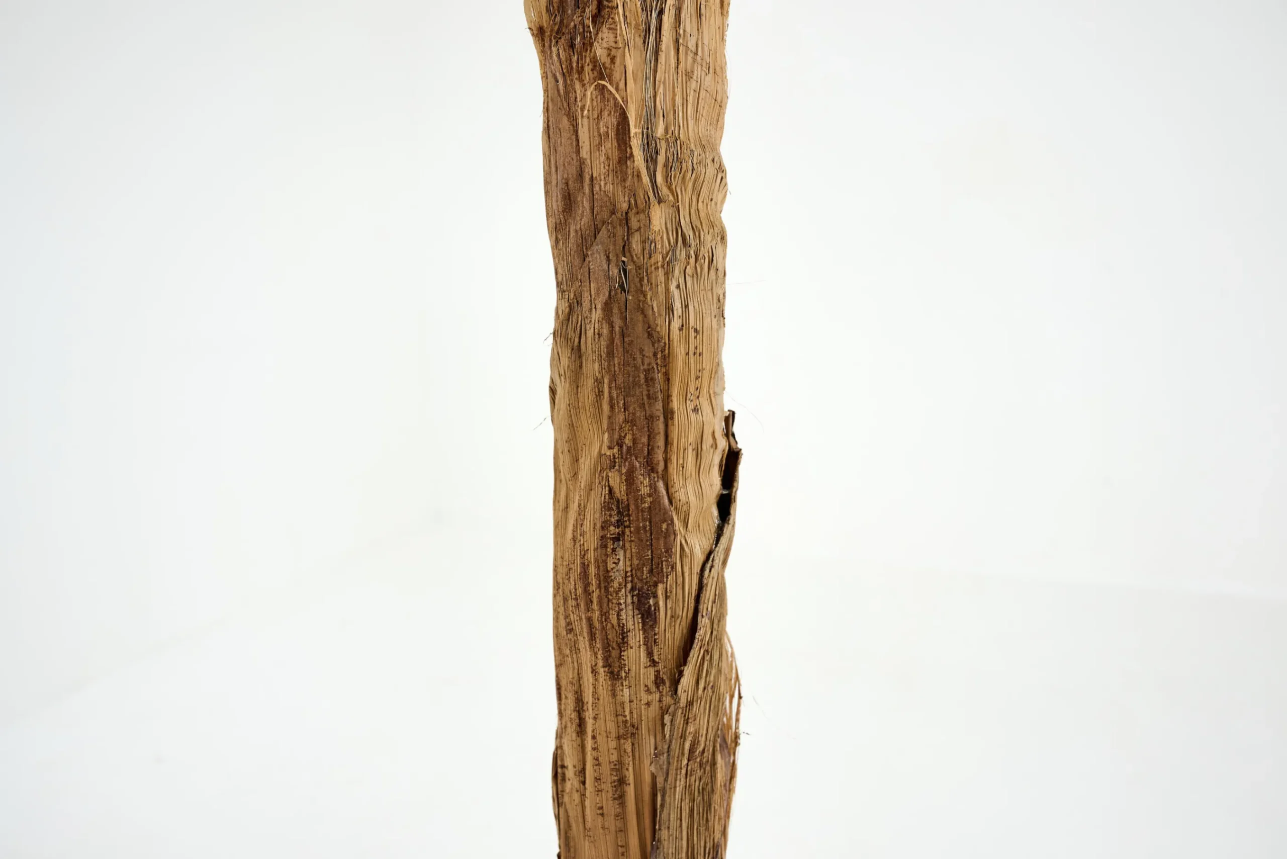 Flamant Bananier, Plante Outlet