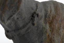 Flamant Blakeley, Chien Online