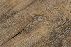 Flamant Dineen, Table D'Appoint, Bois, Marron, L Clearance