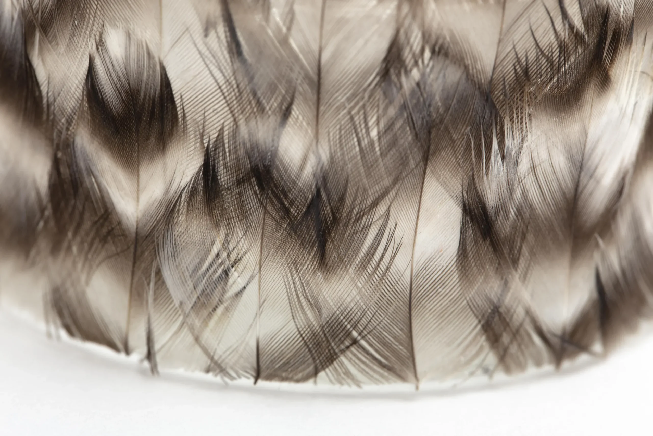 Flamant Hannigan, Photophore, Plumes, L