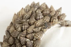 Flamant Kanare, Rond De Serviette, Coquillages Clearance