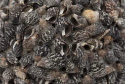 Flamant Maranza, Boule Deco, L Online