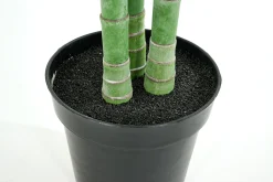 Flamant Palmier Areca, Plante Best