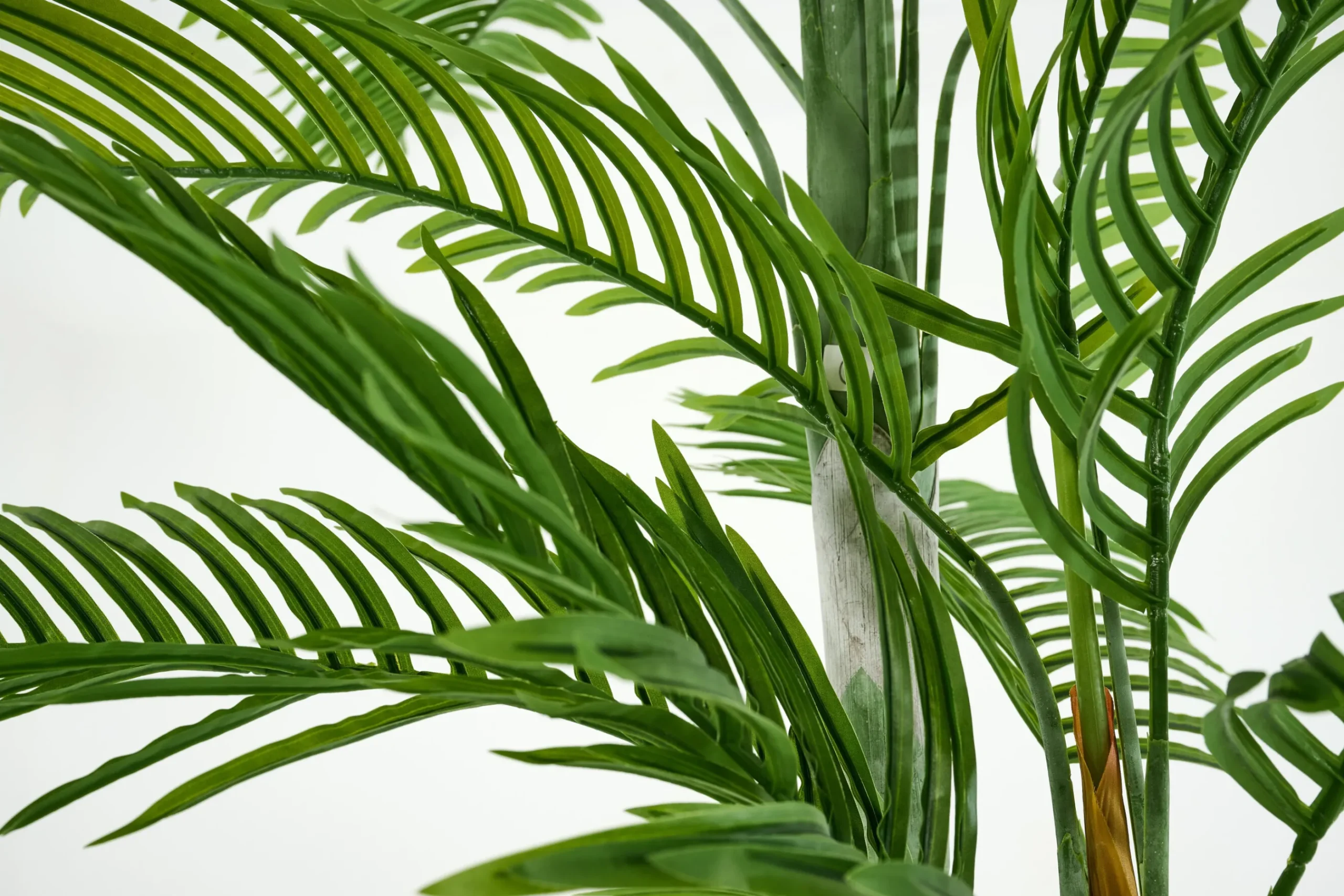 Flamant Palmier Areca, Plante Best