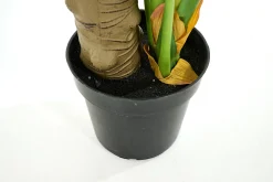 Flamant Plante Monstera, Plante Clearance