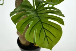 Flamant Plante Monstera, Plante Clearance