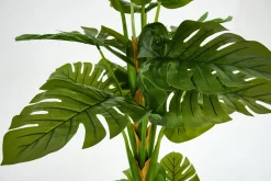 Flamant Plante Monstera, Plante Clearance